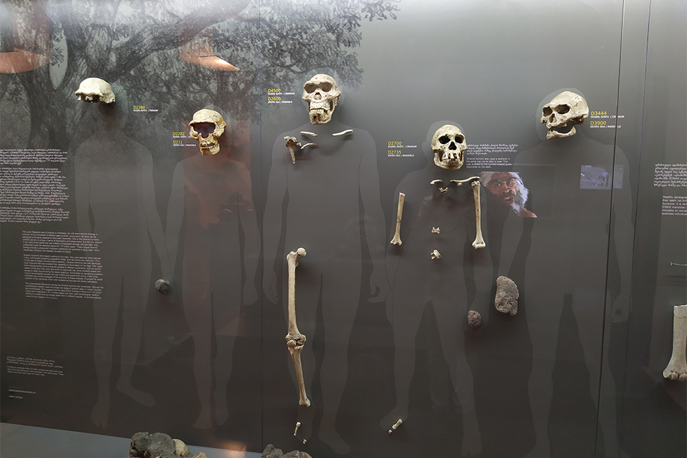 Национальный музей. Пять черепов в возрасте 1,8 млн лет