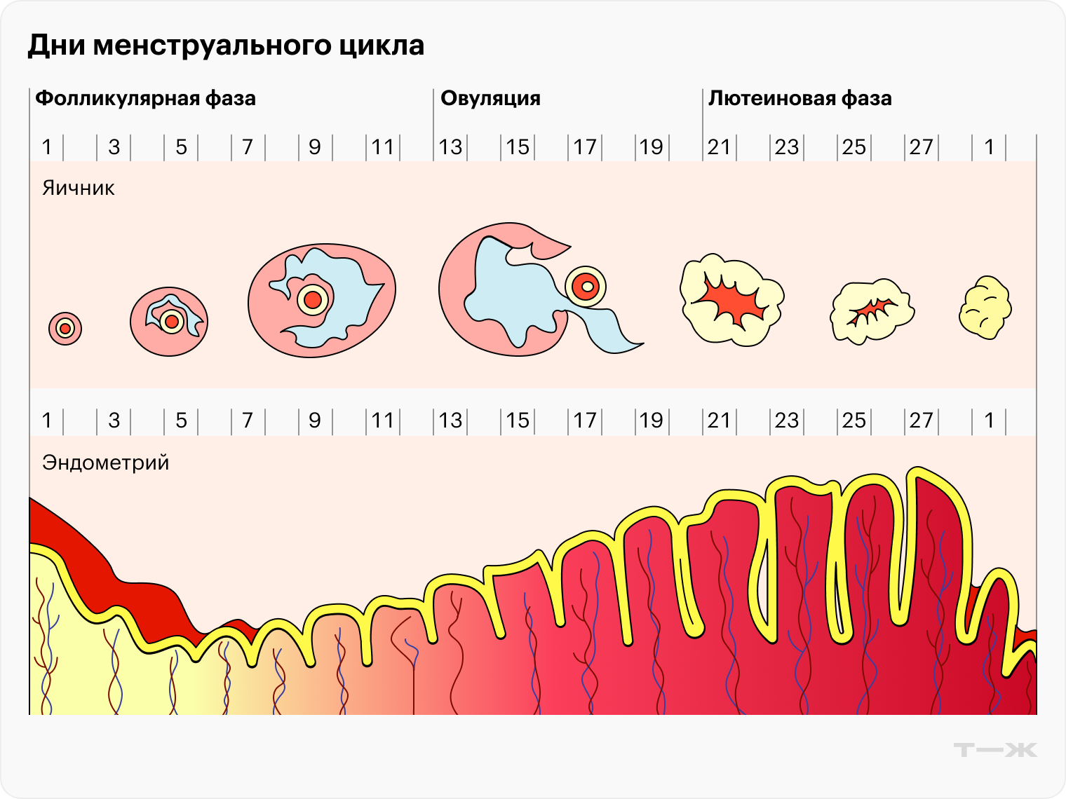 Фолликулярная, или пролиферативная, фаза заканчивается овуляцией. После нее начинается лютеиновая фаза — она длится 14 дней, а потом заканчивается менструацией