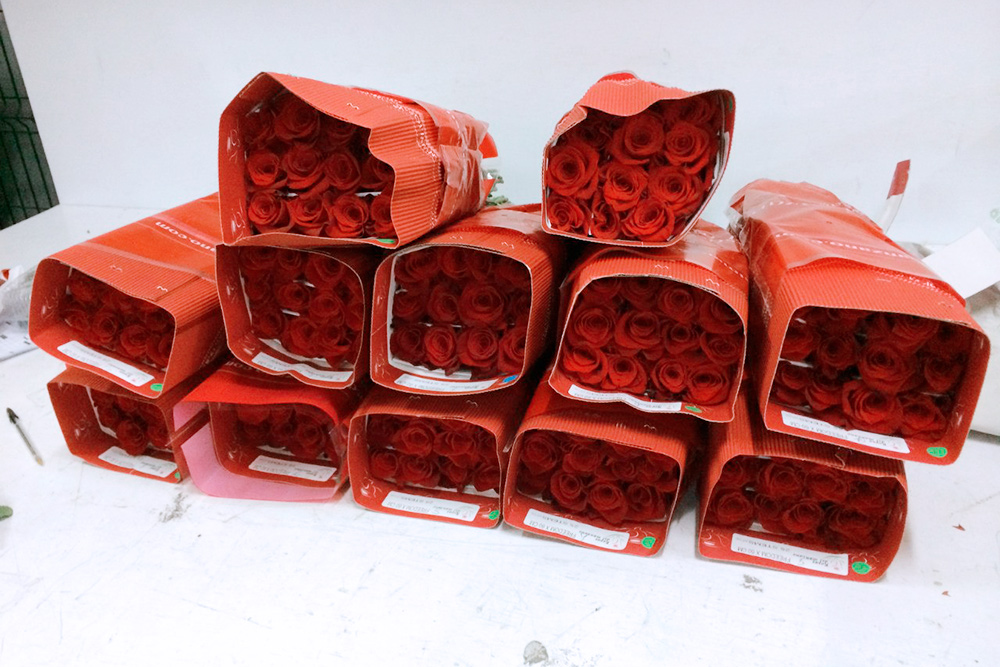 Розы из Эквадора упаковывали по 12 штук в одну тару из мягкой бумаги. Тара защищала от поломок стеблей и осыпания лепестков