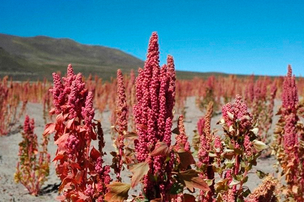 Плантации киноа расположены в Андах на высоте 3—4 километров. Растение достигает 1—2 метров, иногда может вырасти до 4. Куст выдерживает низкую температуру до −5 °C и жару до +35 °C