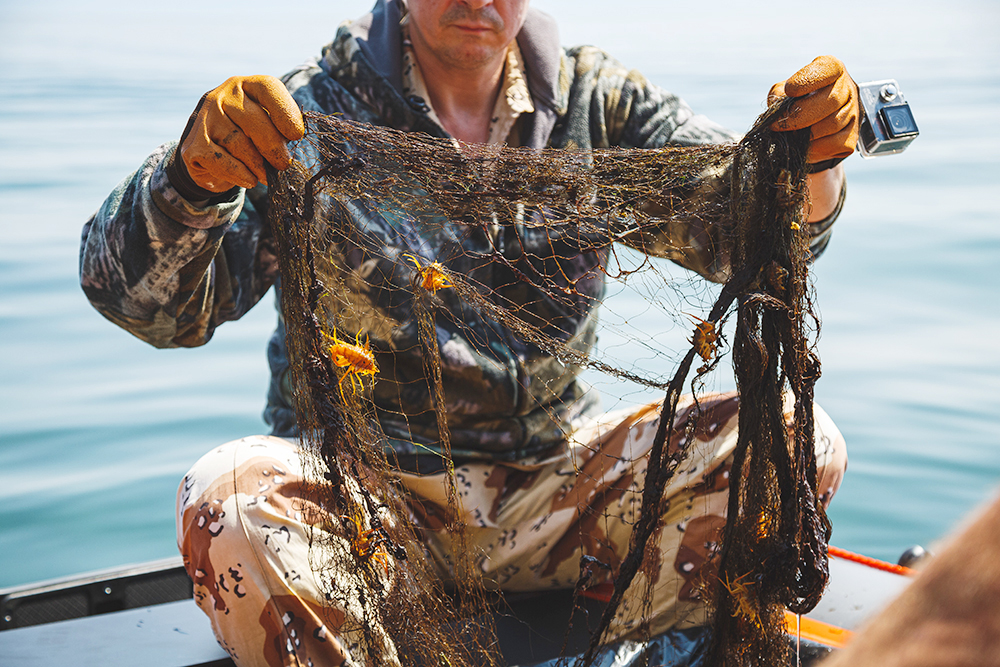 В сетях нашли сотни ракообразных из числа моллюсков, амфипод и гаммарусов. Фото: Андрей Чумаченко