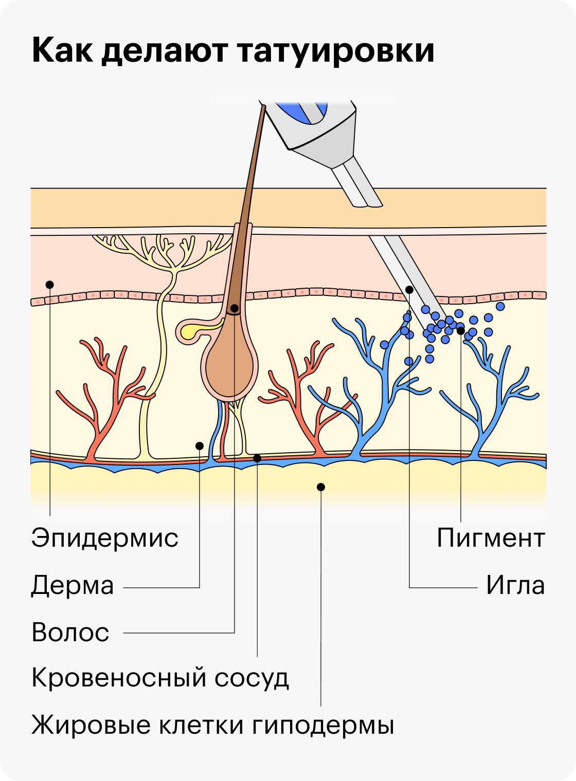 Противопоказания для нанесения татуировки - Tattoo Mall