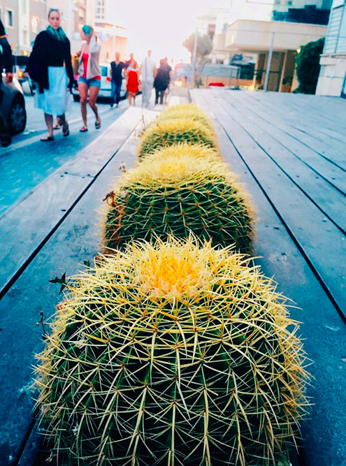 В Тель‑Авиве повсюду растут такие ровные фотогеничные кактусы. Их не только помещают в кадки, но и просто встраивают в дорогу