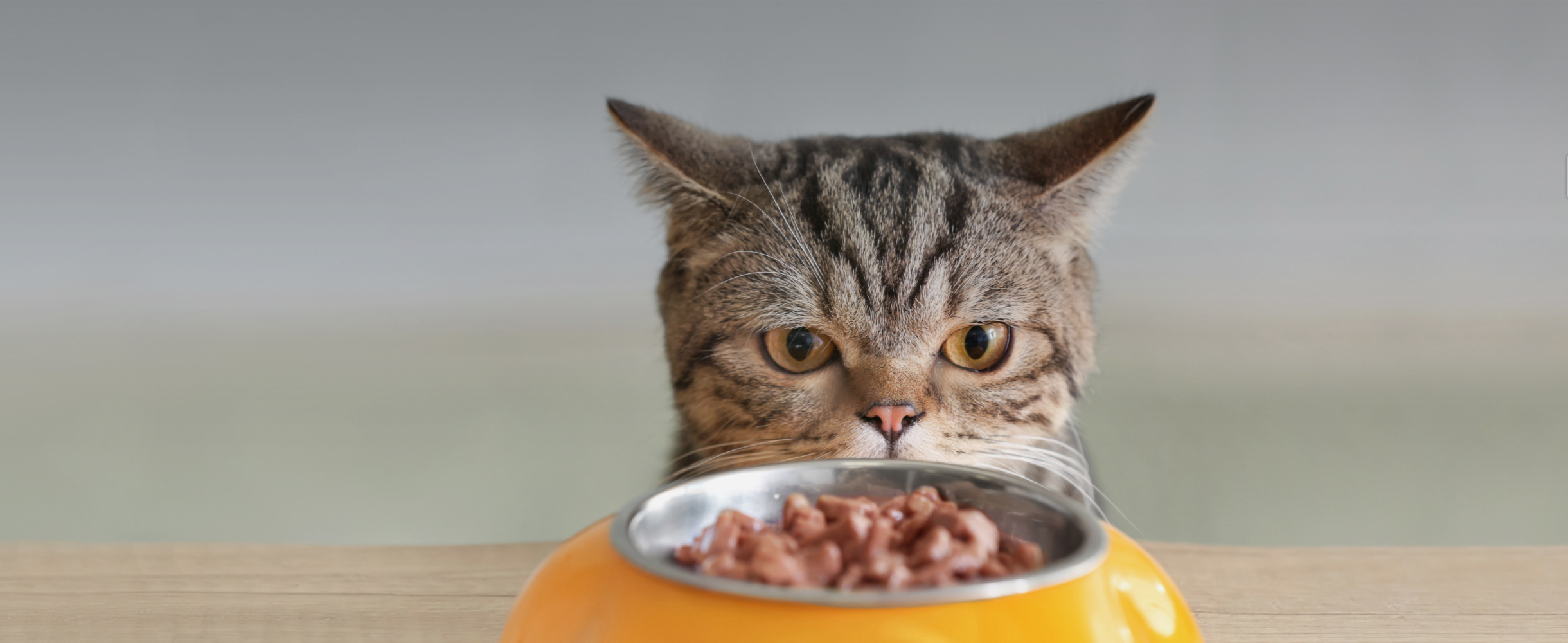 Худшие корма для кошек: 8 самых плохих вариантов готовой еды для котов