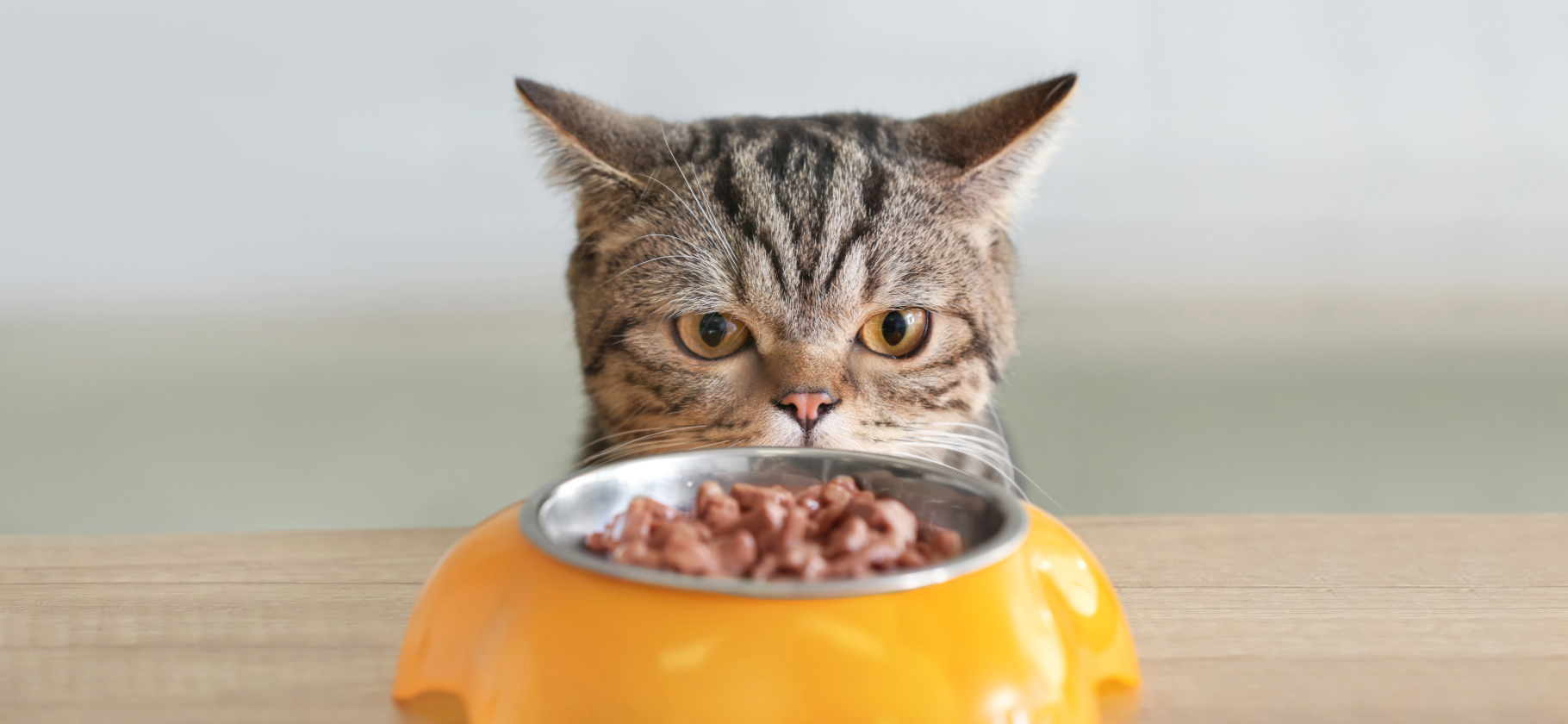 «Не посоветую даже врагу»: 8 худших кормов для кошек