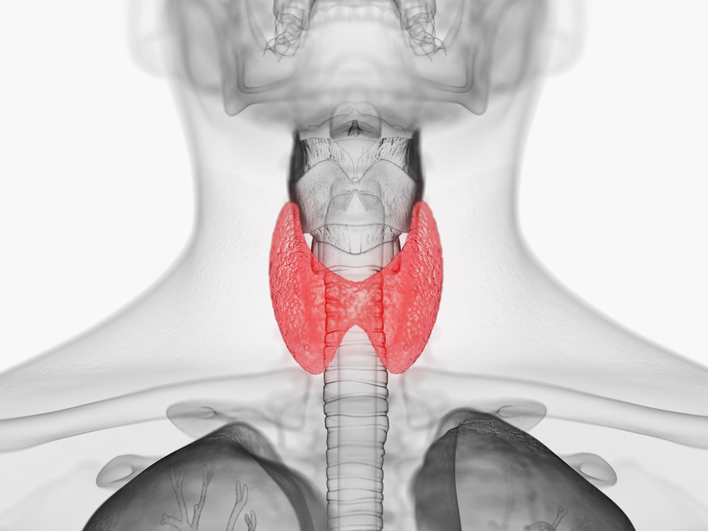 Щитовидная железа располагается в передней части шеи и по форме похожа на бабочку. Источник: SciePro / Shutterstock