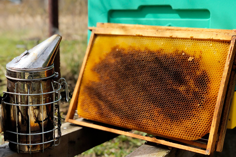 Рамка с сушью — то есть та, в которой пчелы уже успели отстроить соты, но без меда внутри. Такую рамку удобно ставить для расширения пчелиной семьи. Матка может сразу откладывать яйца в соты