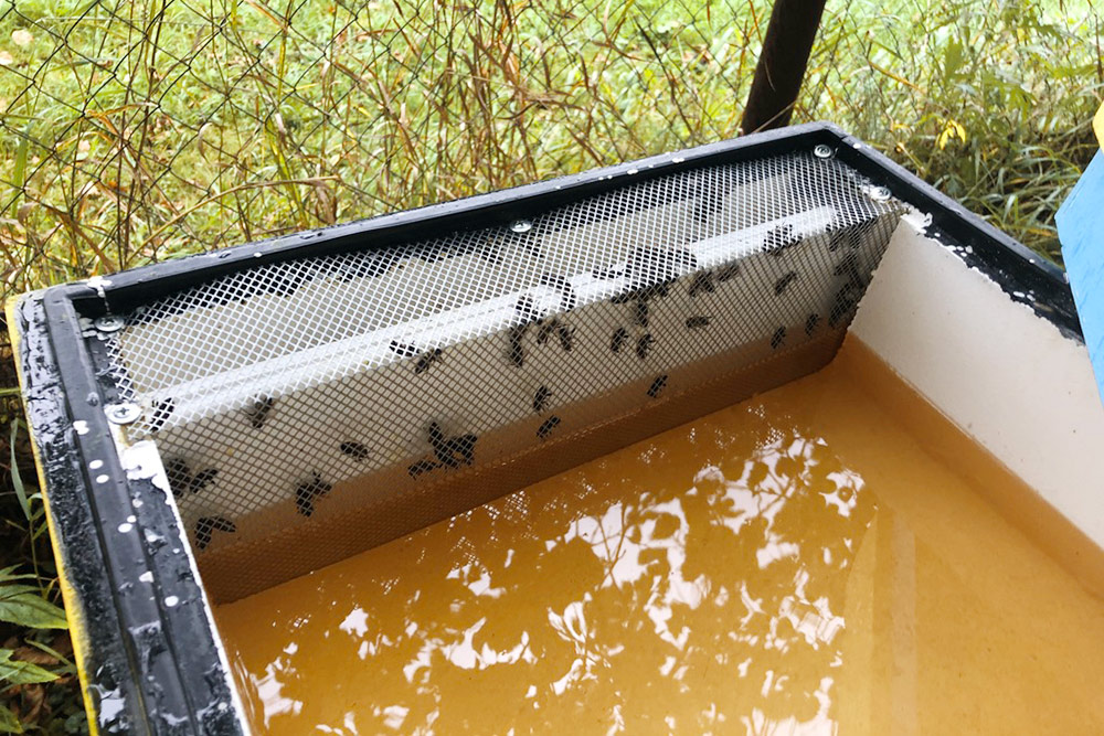 Как создать удобные условия для пчел на огороде