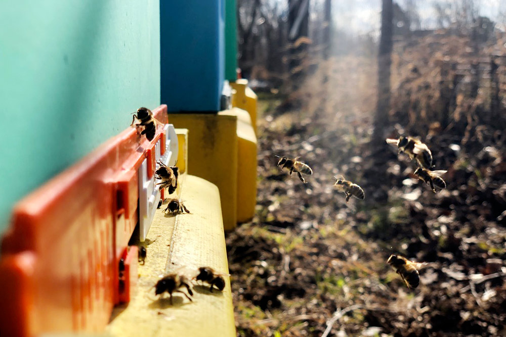 Уставшие пчелки прилетели домой. Здесь их могут подстерегать голодные шершни и осы, поэтому лучше позаботиться об их защите