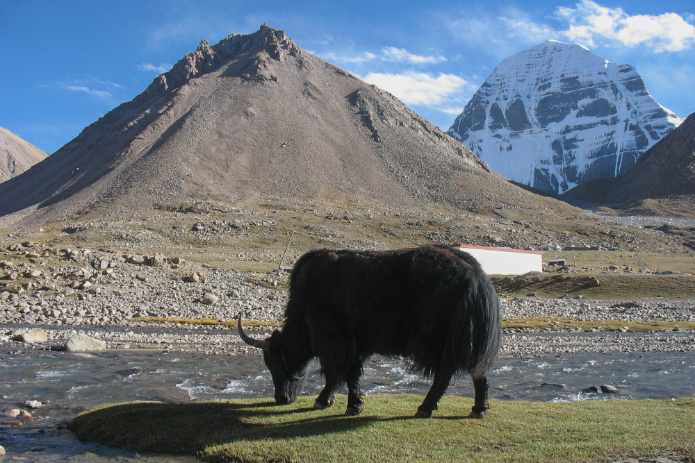 Яки — самые распространенные животные в Тибете. Расскажу о них дальше