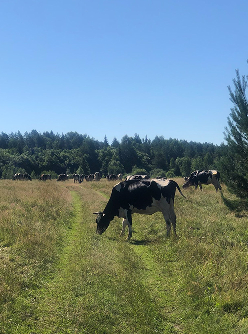 В дороге были любопытные встречи. Например, сразу после старта я выехал в поле, на котором паслось стадо коров