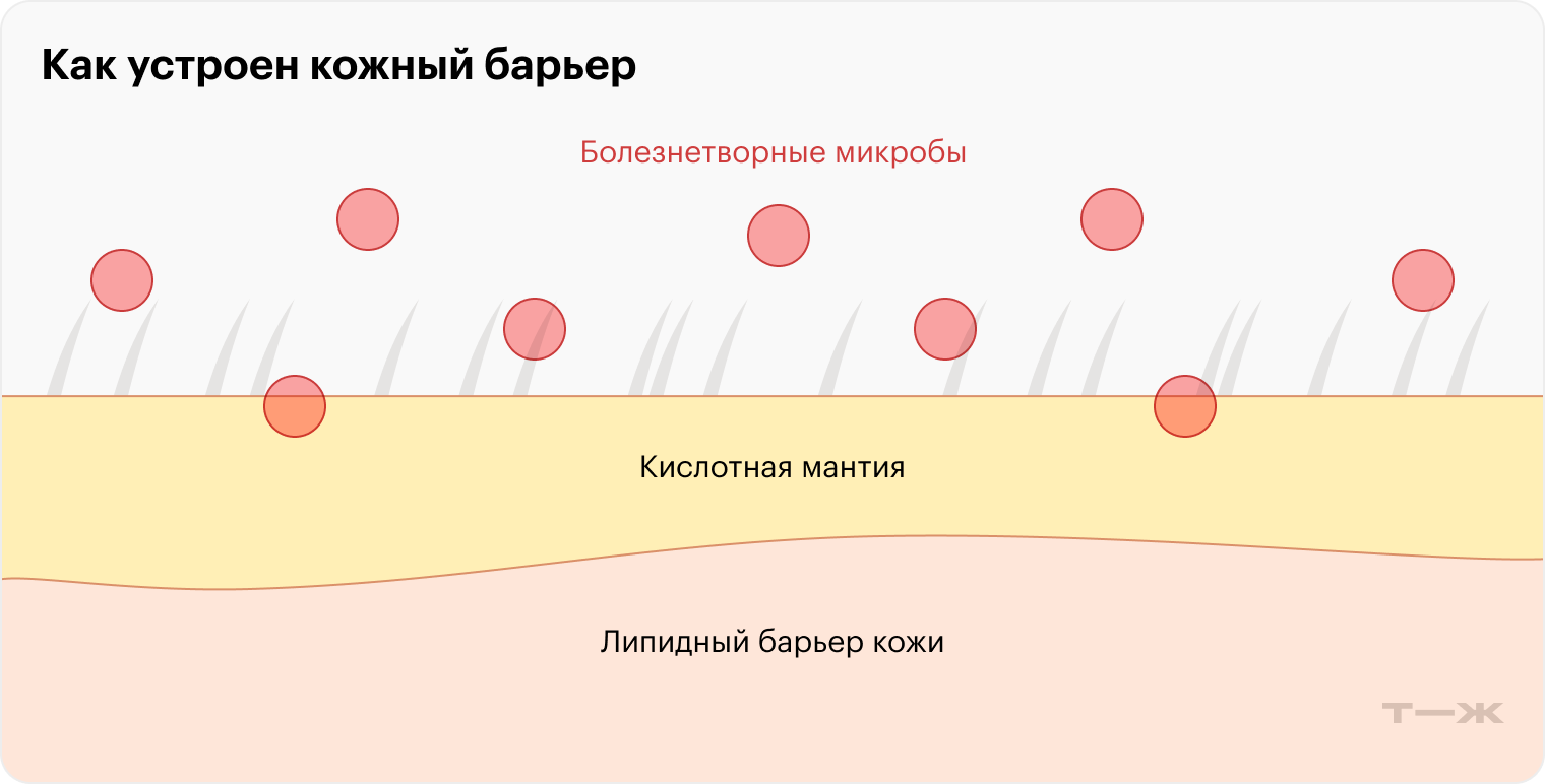 Поверхность кожи покрыта кислотами, которые защищают ее от болезнетворных бактерий