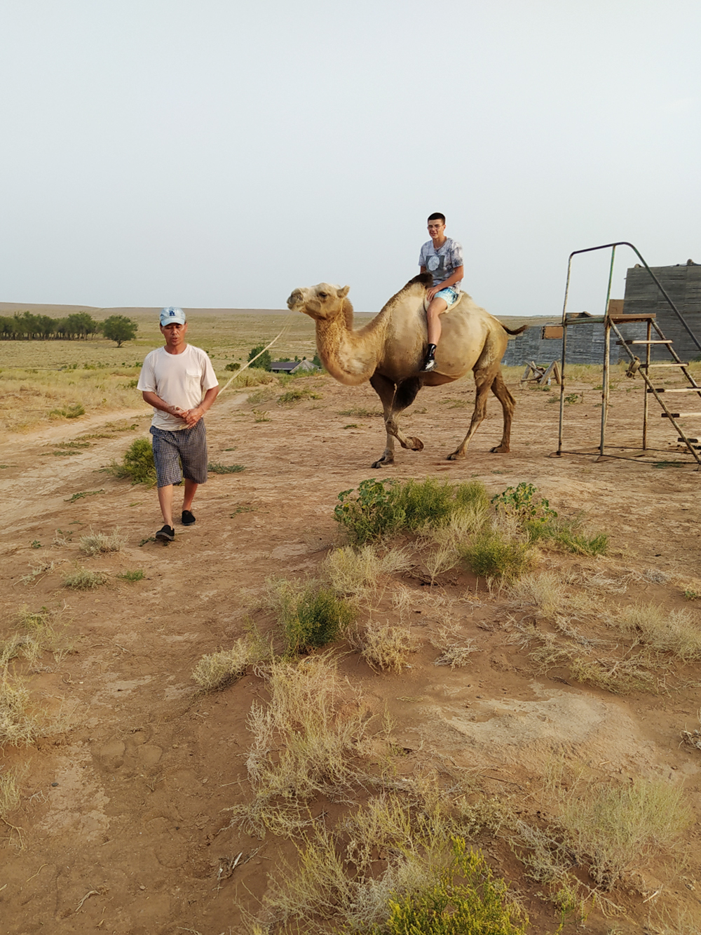 В Сарай-Бату можно покататься на верблюде