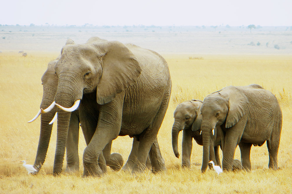 Для русского человека стадо слонов — в диковинку. В кенийском парке Амбосели мы для них — очередные туристы, на которых слоны не обращают внимания