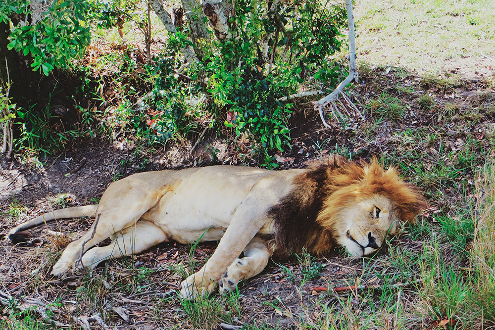 Король лев отдыхает. Национальный парк Масаи-Мара