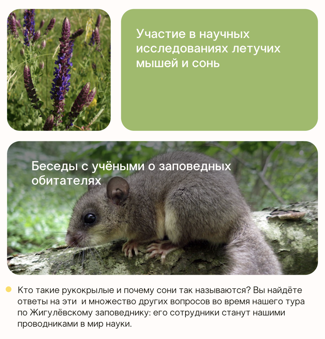 Во время поездки в Жигулевский заповедник туристы вместе с учеными-биологами кольцуют летучих мышей и чипируют сонь