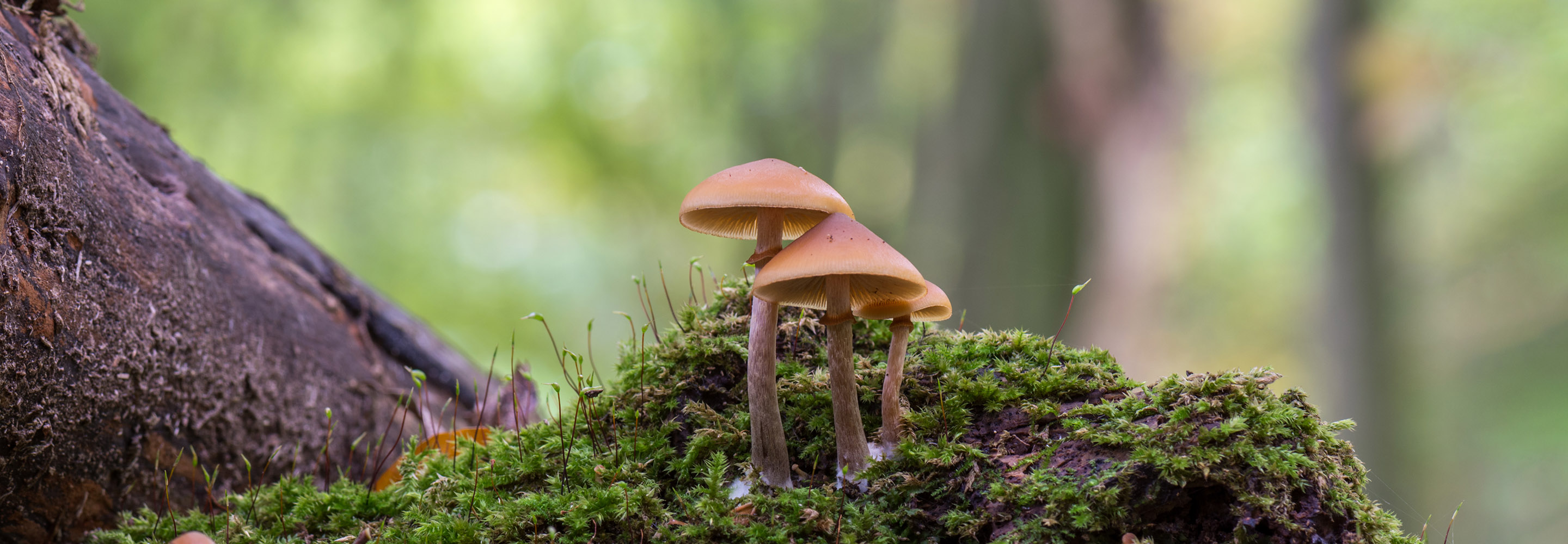 Сомневаешься — не бери: 7 ядовитых грибов в лесах России