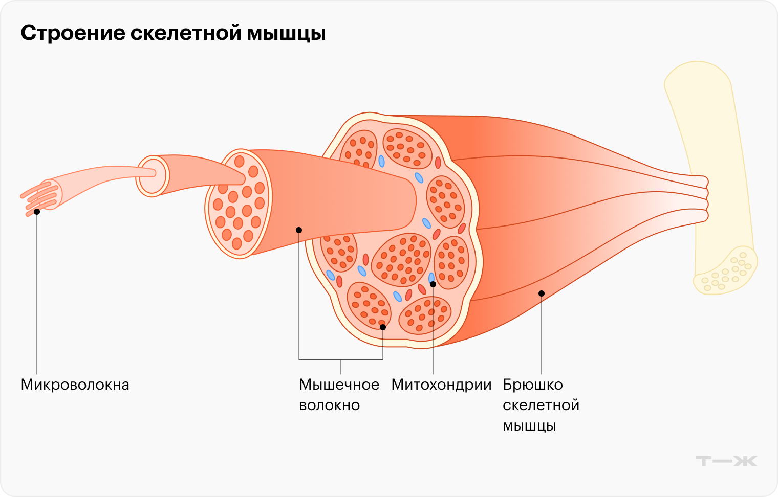 Митохондрии вплетены в мышечное волокно