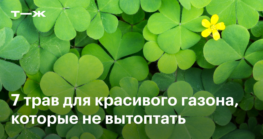Какая газонная трава лучше: 7 качественных сортов
