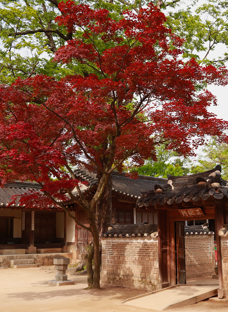 Changgyeonggung Palace — огромное место и Secret Garden находится внутри, необходимо покупать билет отдельно и обязательно подходить ко времени