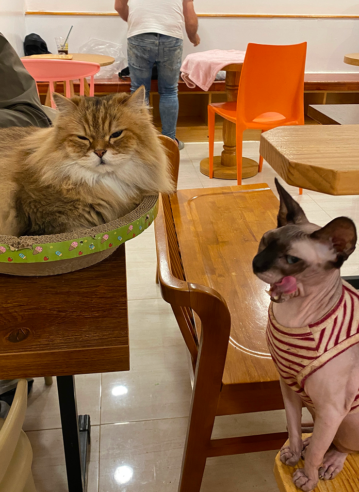 Очень много котиков самых разных пород