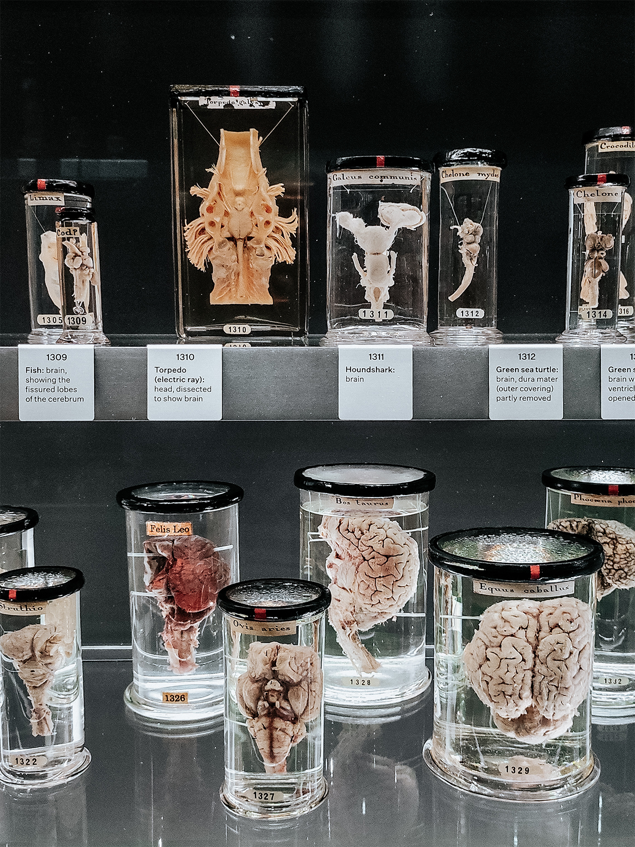 Музей просит не публиковать фото человеческих препаратов, так что смотрите на мозги разных зверюшек в баночках