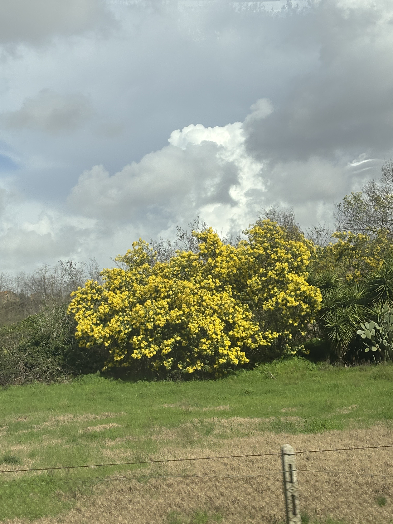 Маленькие солнышки мимозы провожают меня из Италии