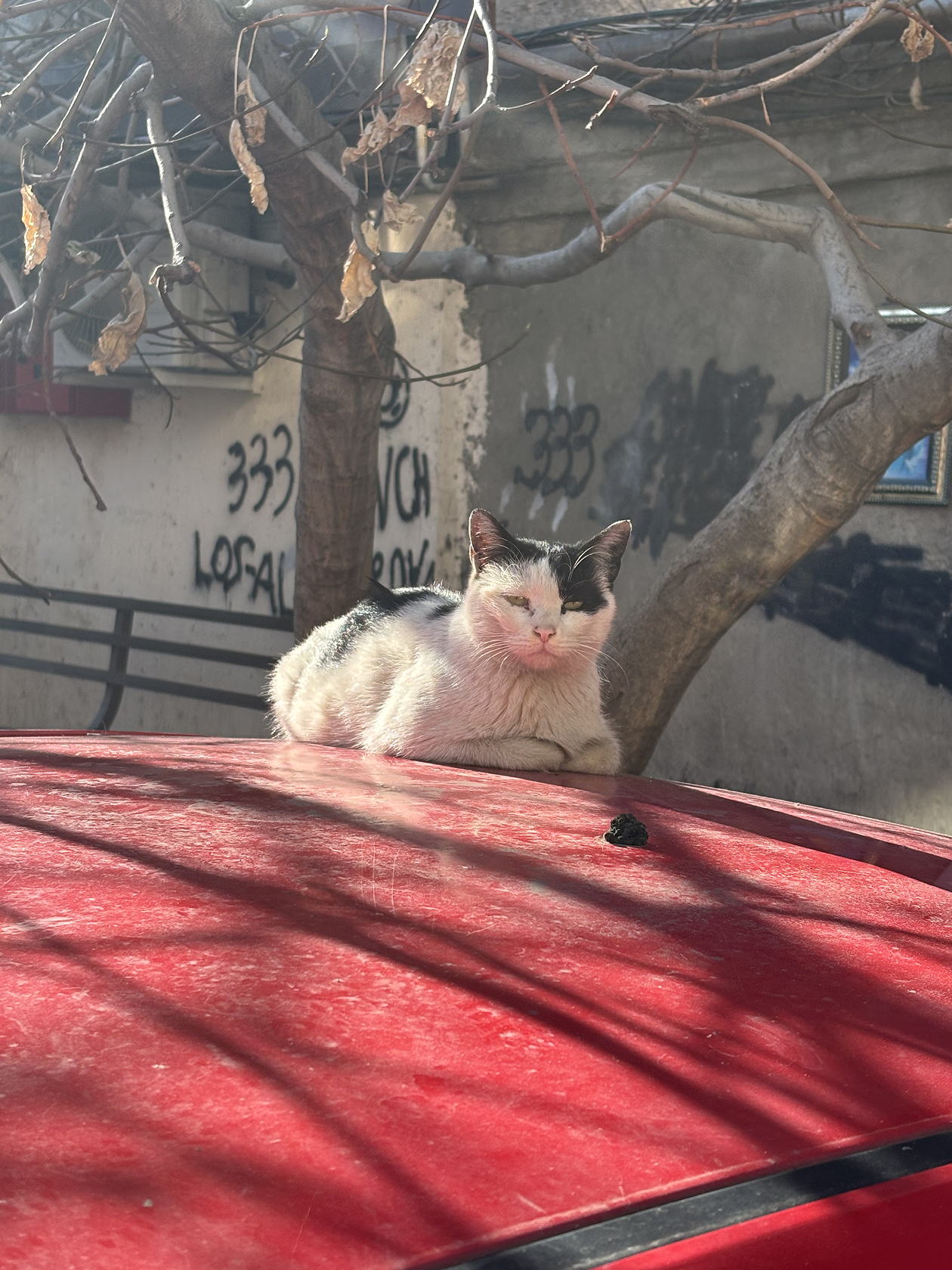 Милый местный житель загорает