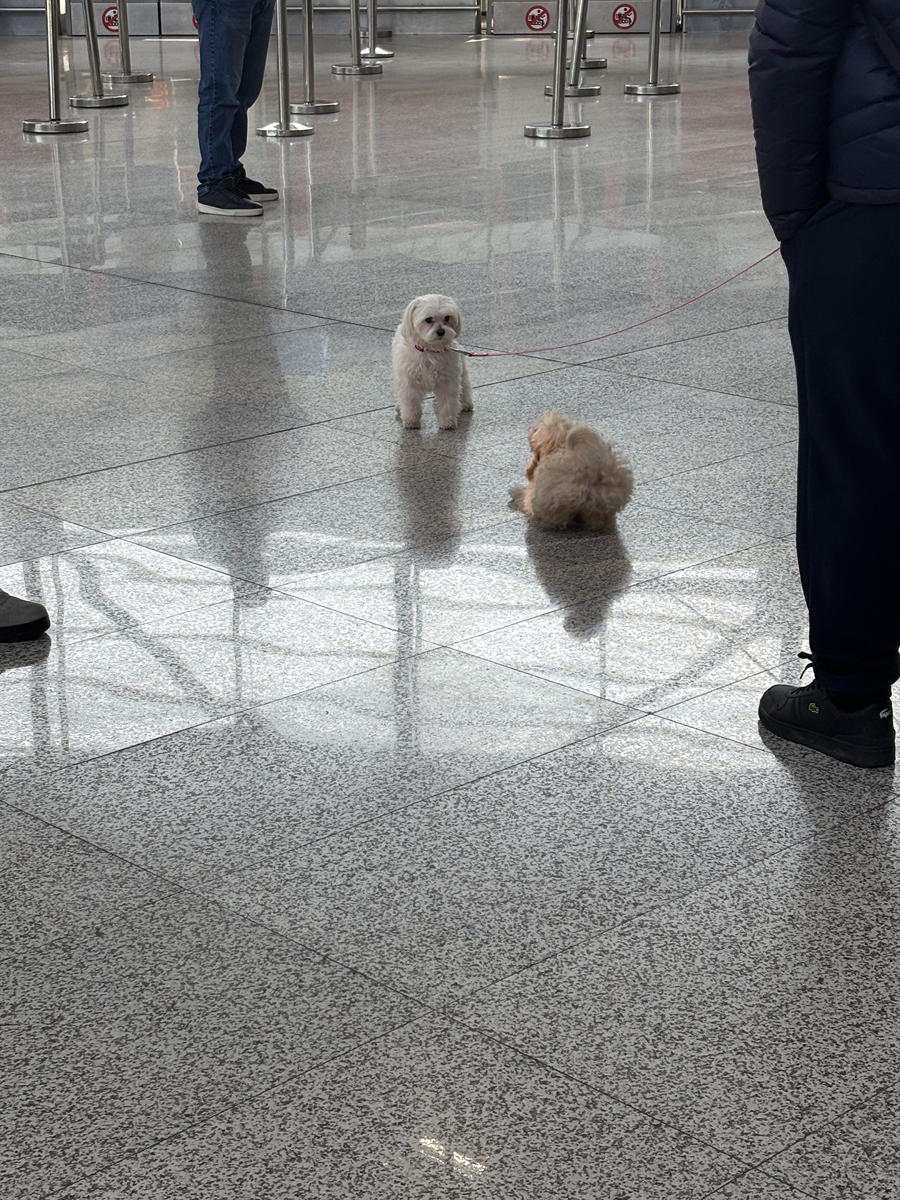 Доза серотонина в Звартноце