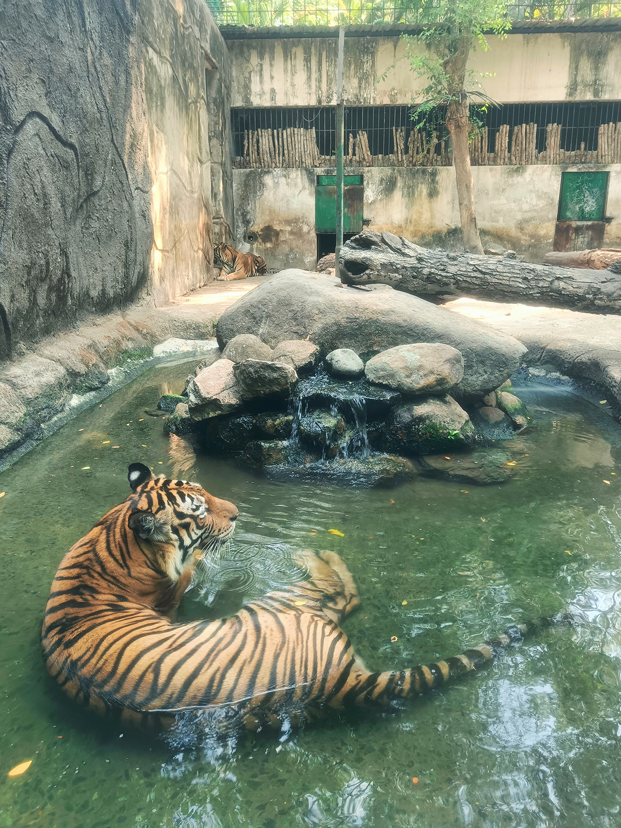 Духота при +37 °C вынуждает тигра на отчаянные меры