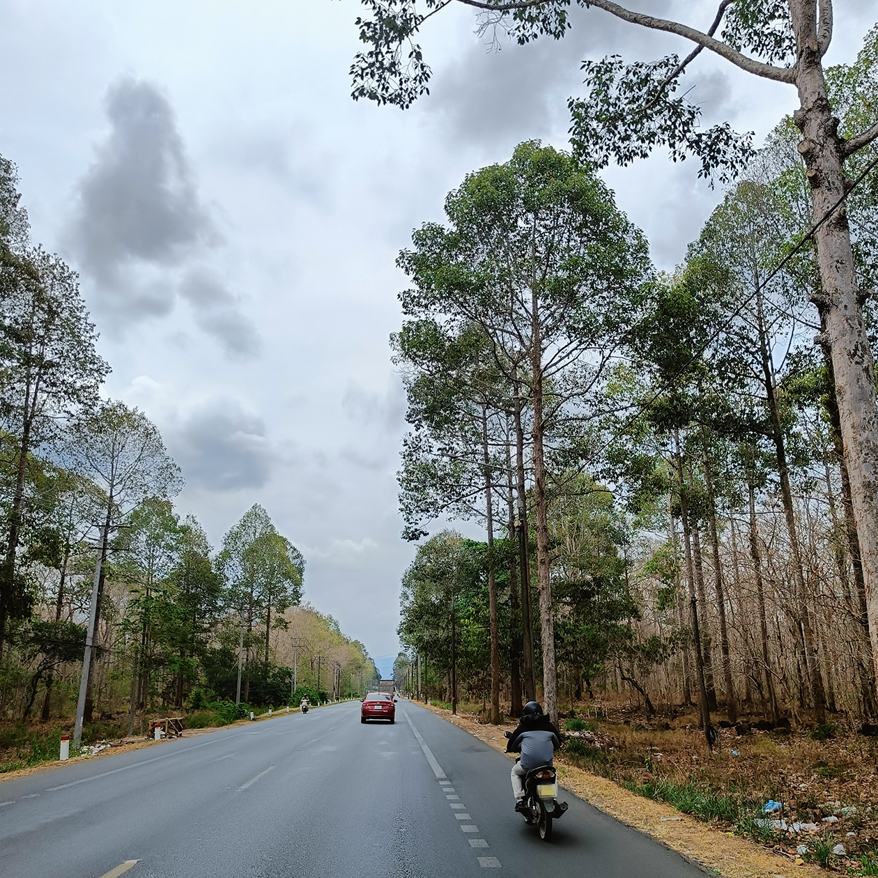 Хвойные леса во Вьетнаме не редкость