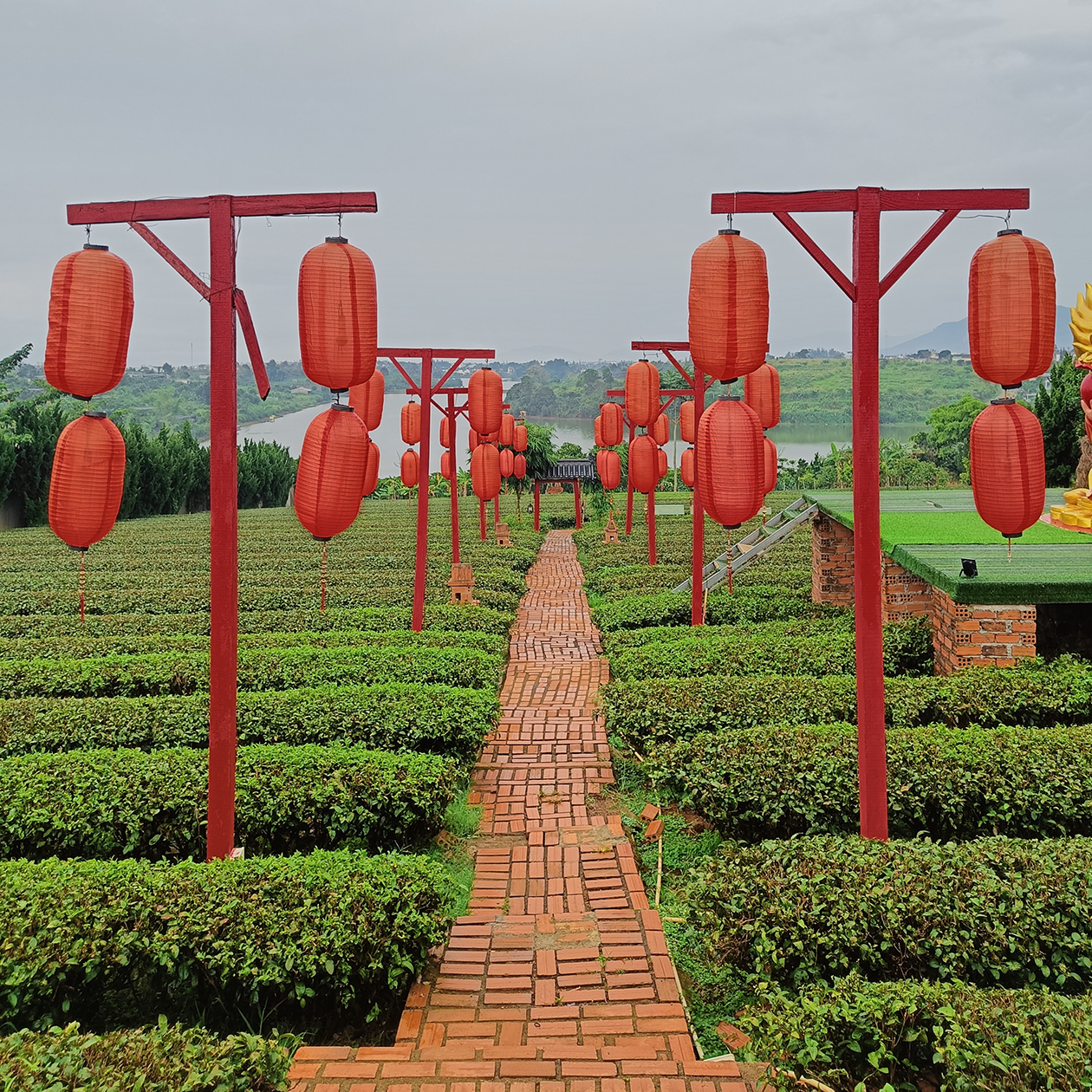 Вид чайных плантаций с китайскими фонариками заставляет трепетать наши сердца