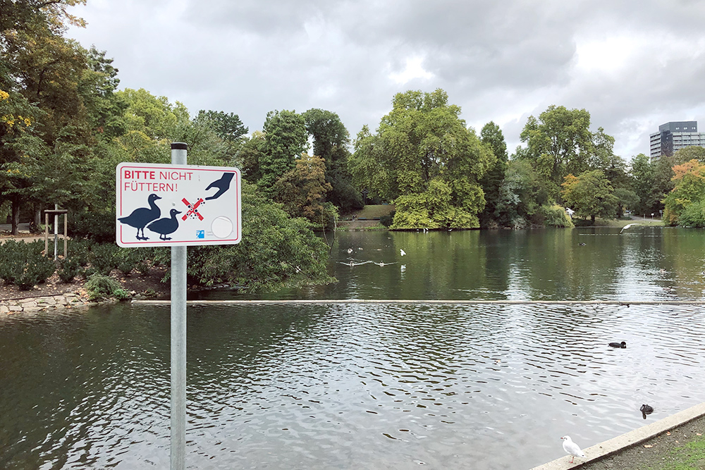 Надпись на табличке: «Пожалуйста, не кормите». Такие знаки стоят возле каждого водоема, где обитают птицы