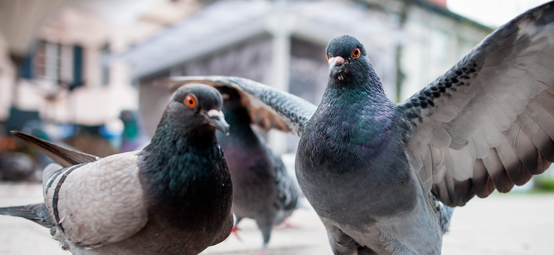 Сколько стоит покормить голубей: самые странные законы других стран
