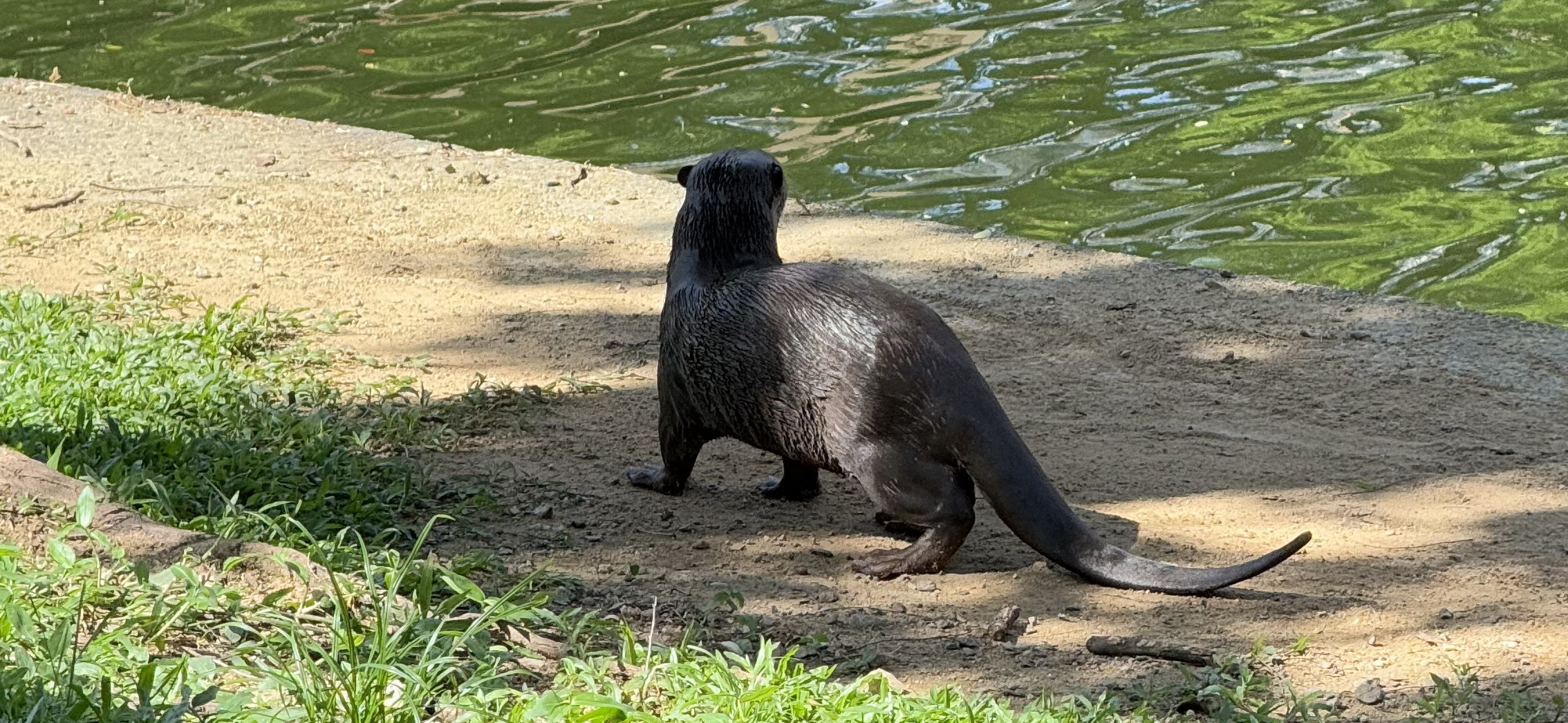 «При посадке меня не сразу пустили в самолет»: как я получал транзитную визу в Сингапур