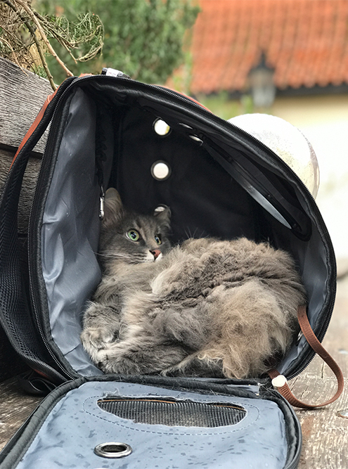 Путешествие с котом: какие прививки нужны и как подготовить кошку