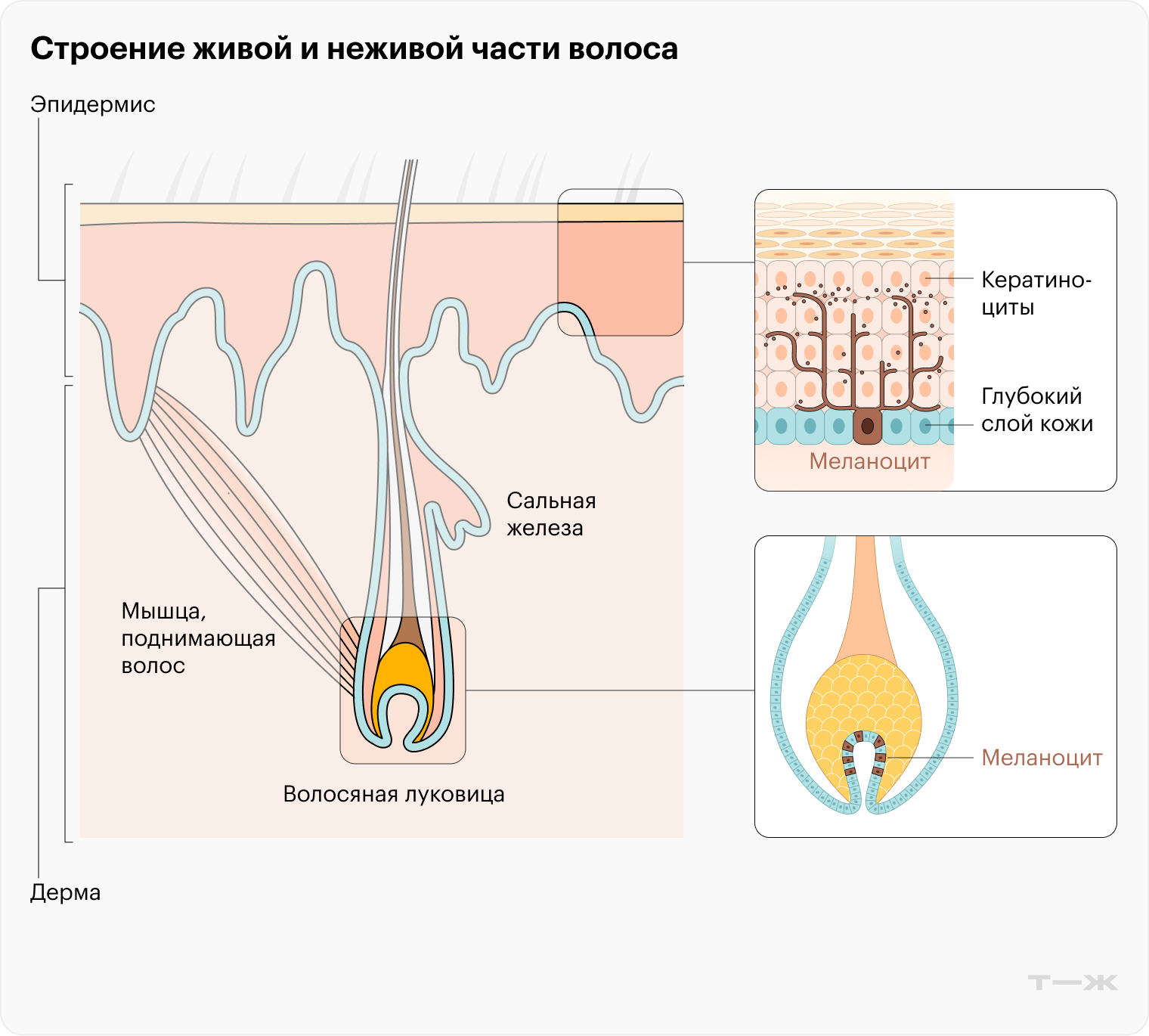 Волосяной фолликул залегает на глубине 5—6 мм под кожей