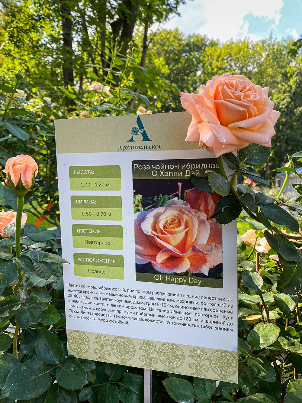 В августе в парке проходил «Фестиваль роз и ботанических затей». Разнообразие роз поразило
