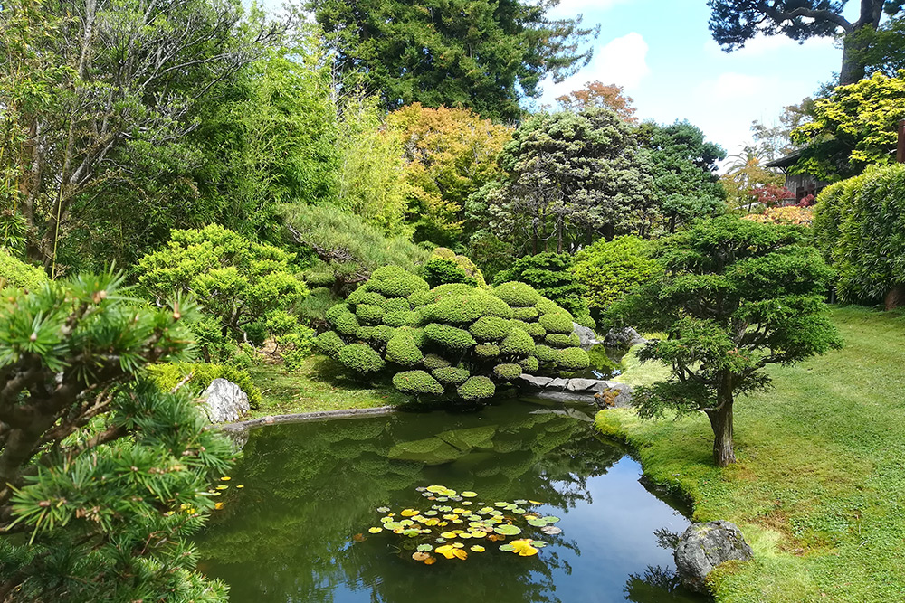 Japanese Tea Garden в Сан⁠-⁠Франциско. Сад небольшой, но очень красивый. Входной билет стоил 9 $