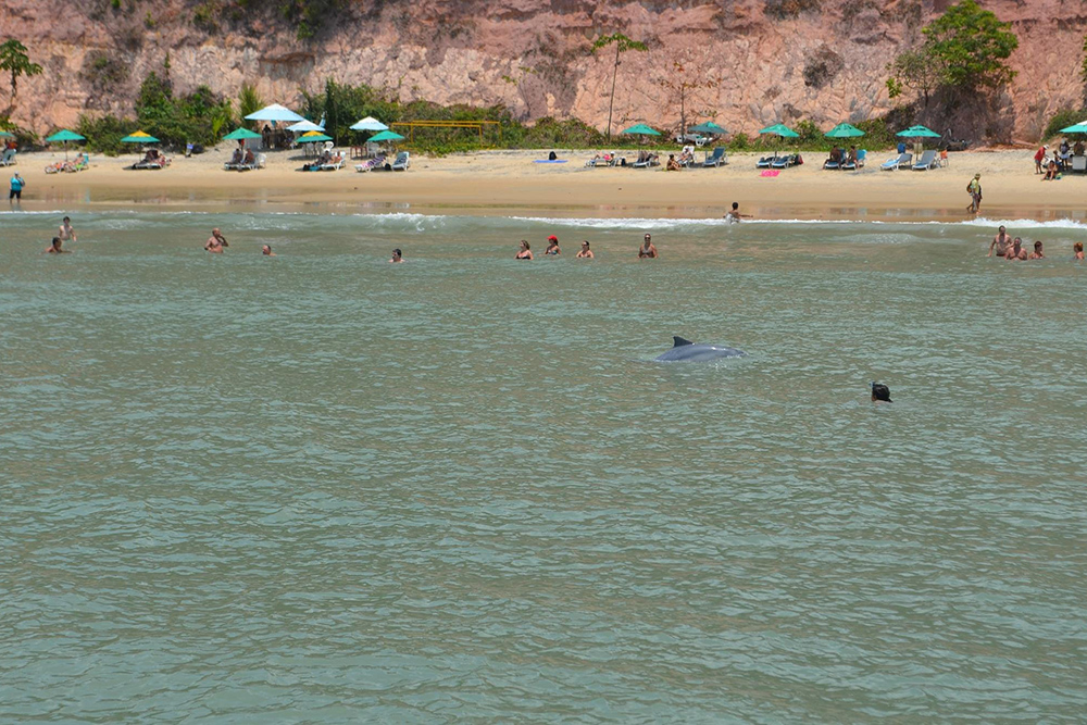 Дельфины спокойно плавают среди людей. Источник: tripadvisor.com