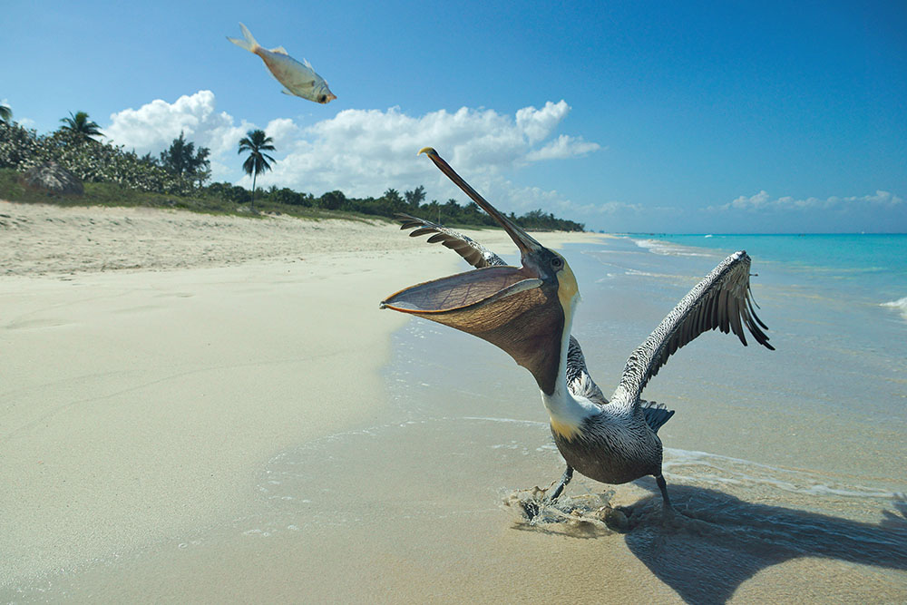 На пляже живут пеликаны. Туристы пишут, что они довольно дружелюбные. Источник: rustamxakim / Shutterstock