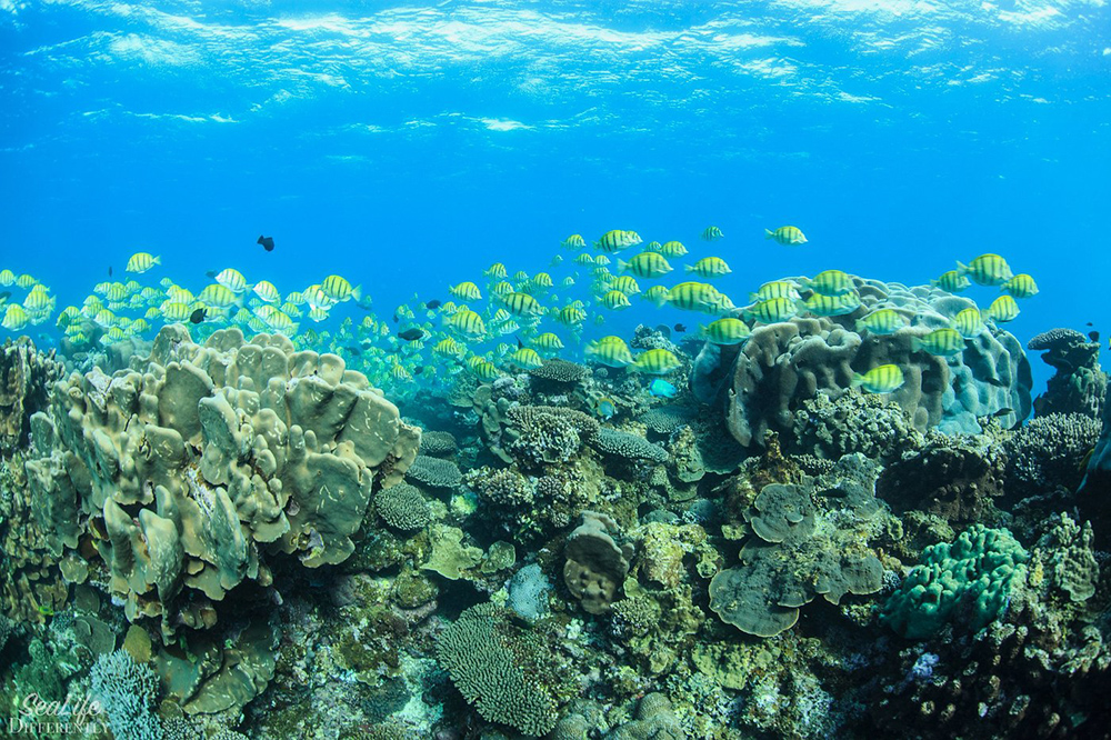 У кораллового рифа нередко можно увидеть большие косяки цветных рыбок. Источник: tripadvisor.com