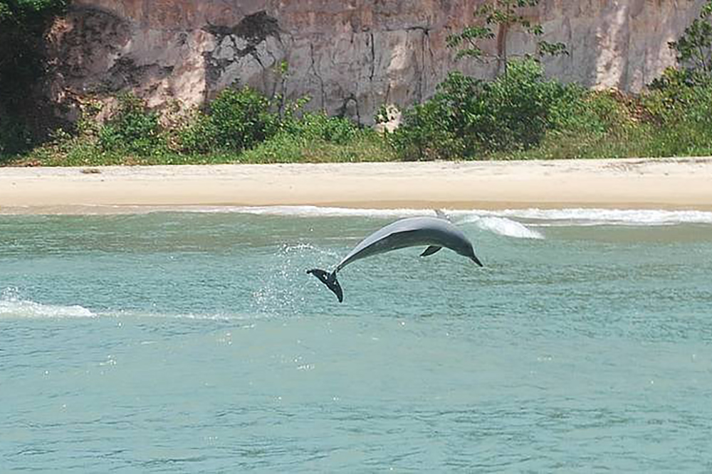 На пляже можно увидеть дельфинов совсем недалеко от берега. Источник: tripadvisor.com