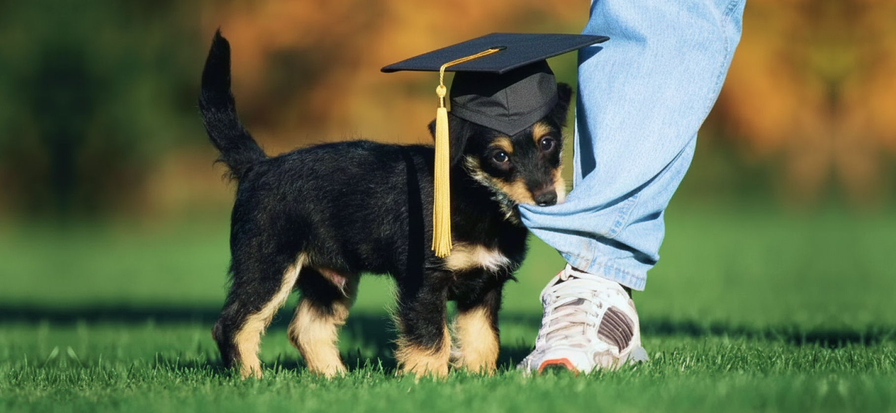 Воспитание питомцев: почему собака кусает людей за ноги и как это исправить