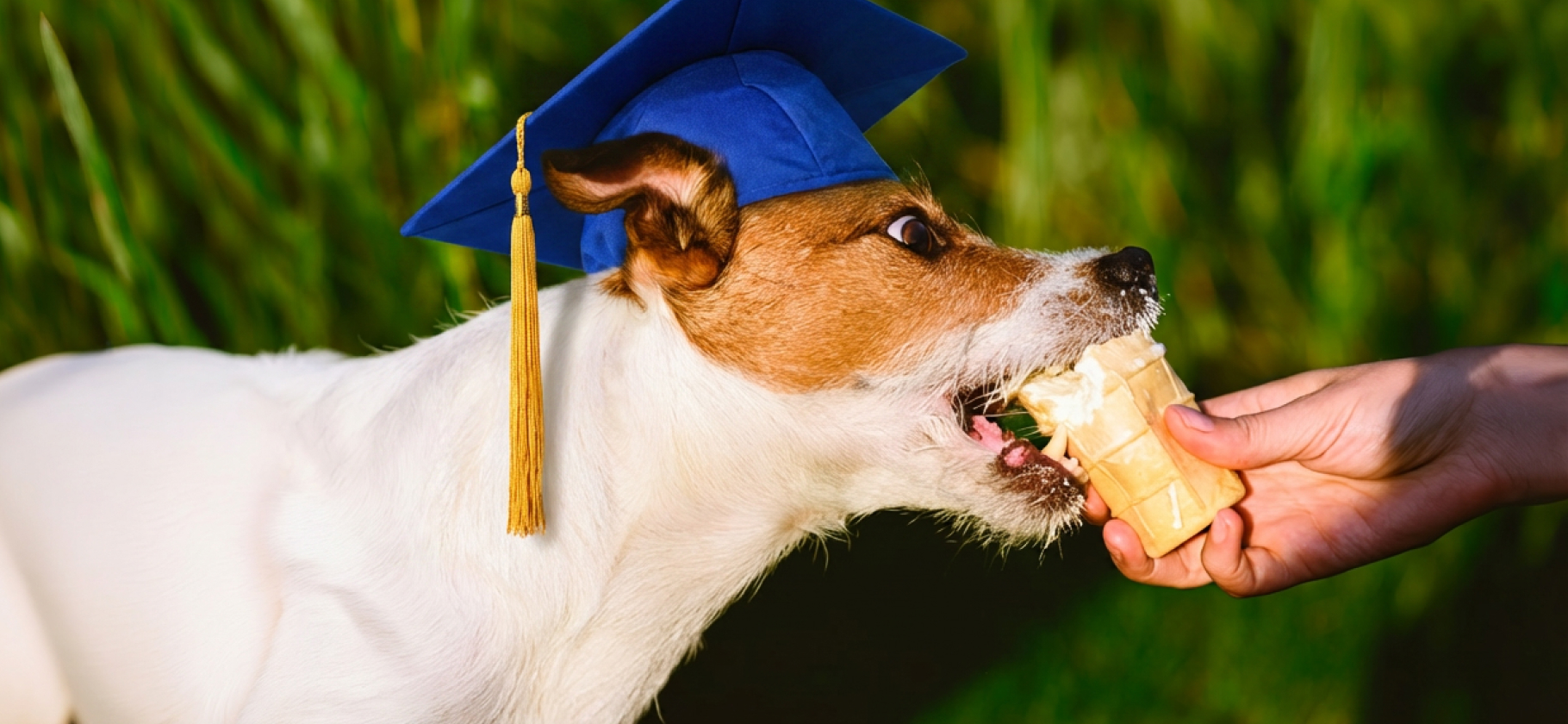 Воспитание питомцев: как быть, если собака попрошайничает, а члены семьи это поощряют