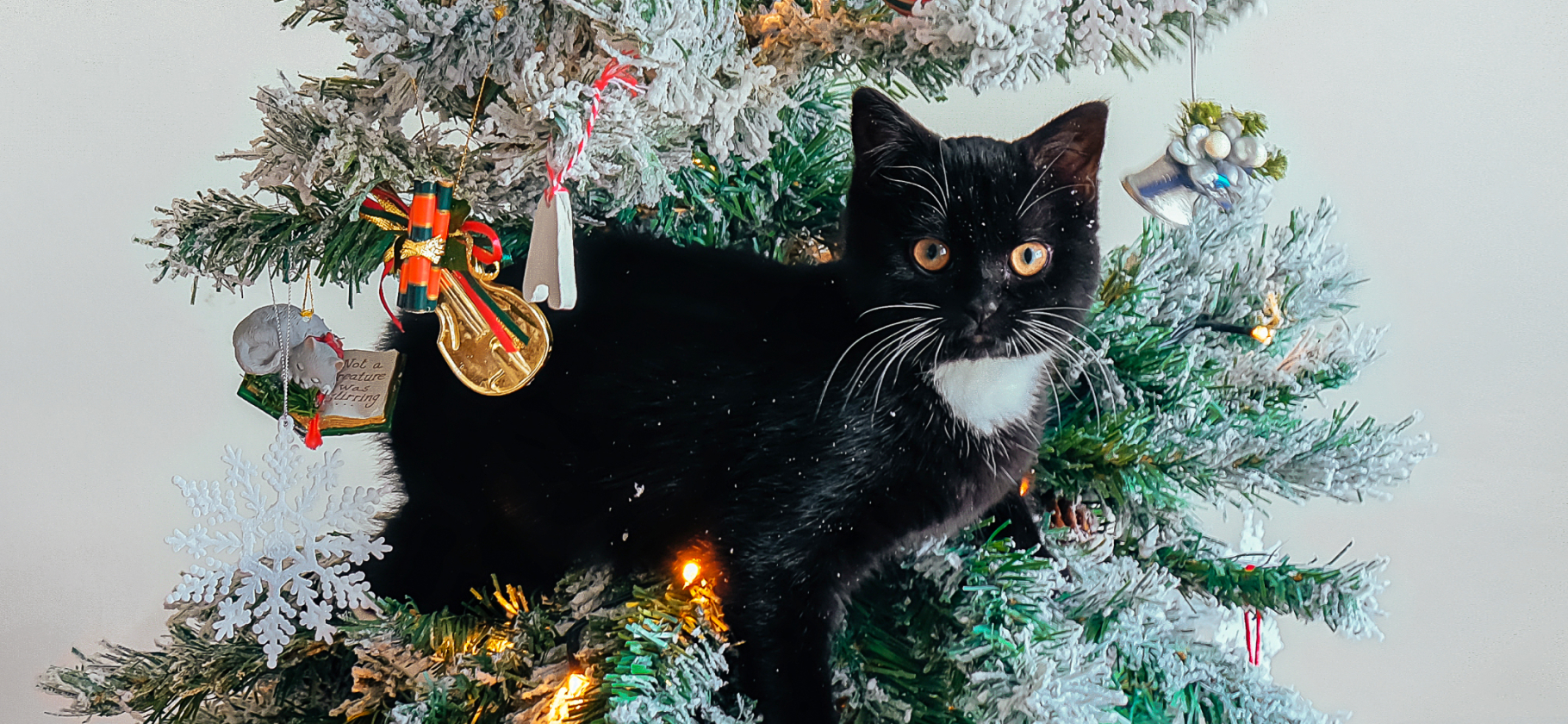 «Подозреваем, что кот сломался»: 16 историй про новогодние шалости домашних животных