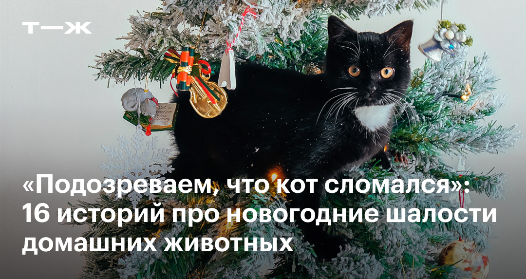 Как быстро и просто сделать новогодний колпак для котика