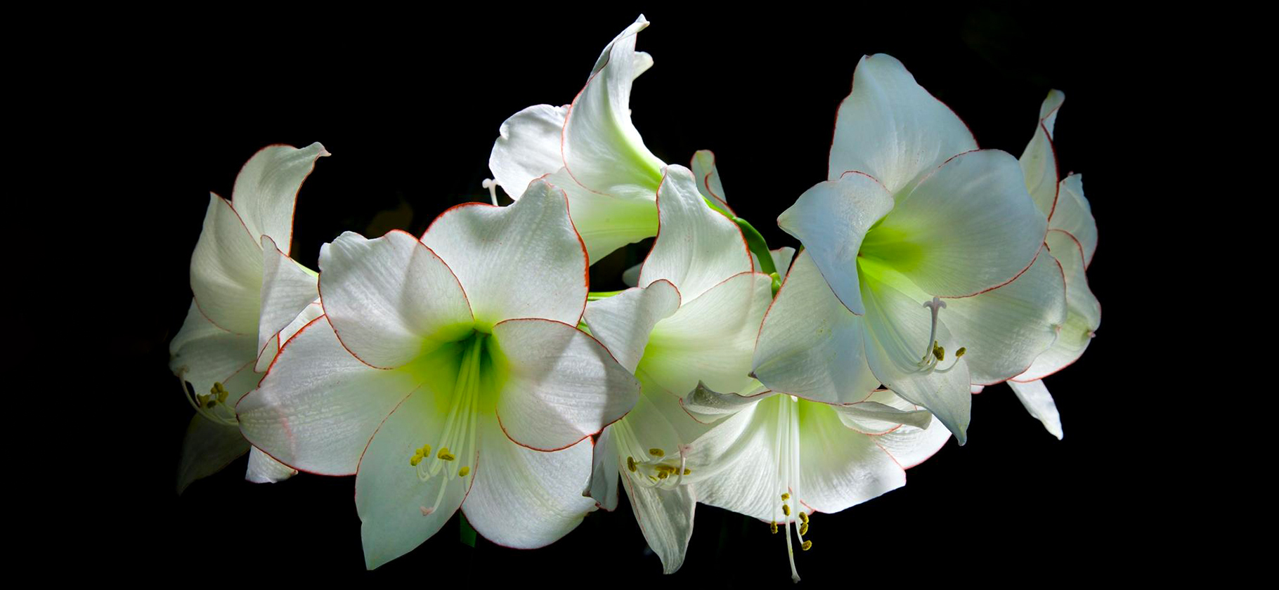 В московском музее «Царицыно» открыли выставку весенних цветов