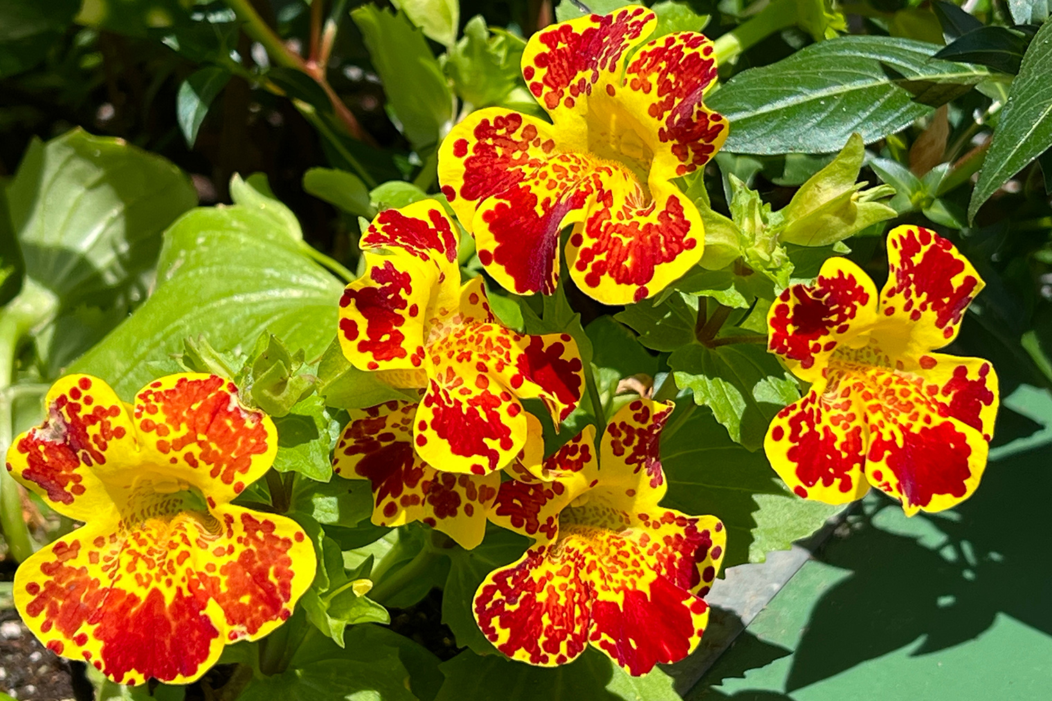 Мимулюс оживит участки в небольшом затенении. © Flower Photos Plus / Shutterstock / FOTODOM