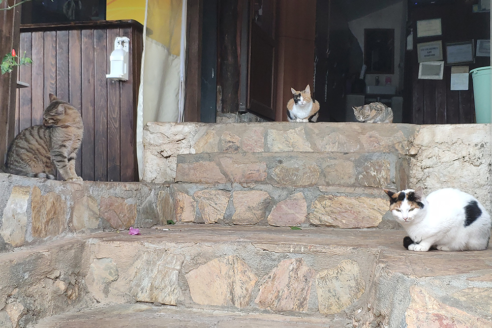 Рядом с крепостью мы встретили неимоверное количество котиков